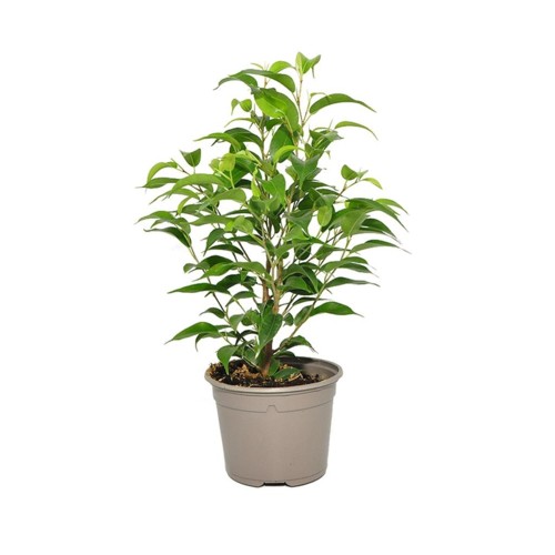 PLANTE FICUS BENJAMINA VERT NATURALYS D12 - PERSONNALISABLE - Alann Marks